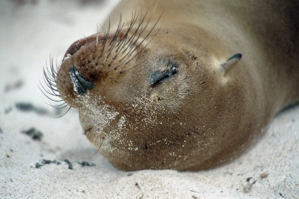 Day 11 12 Days 3 Islands Galapagos