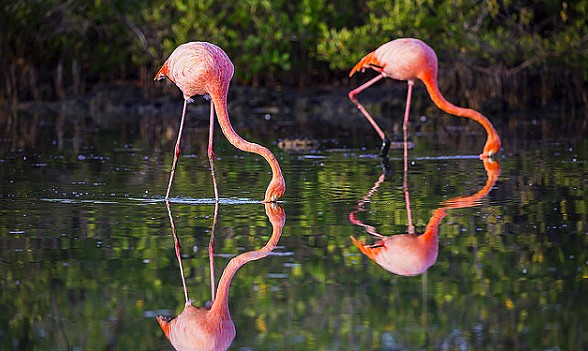 Day 6 12 Days 3 Islands Galapagos