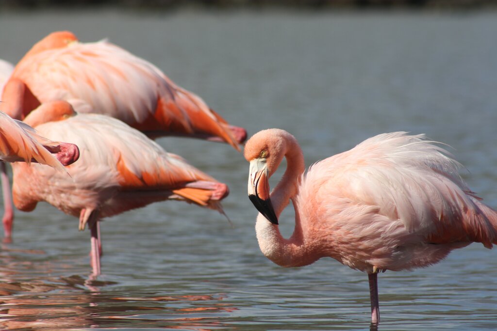 Day 9 - Wetlands 14 Days Amazon and Galapagos
