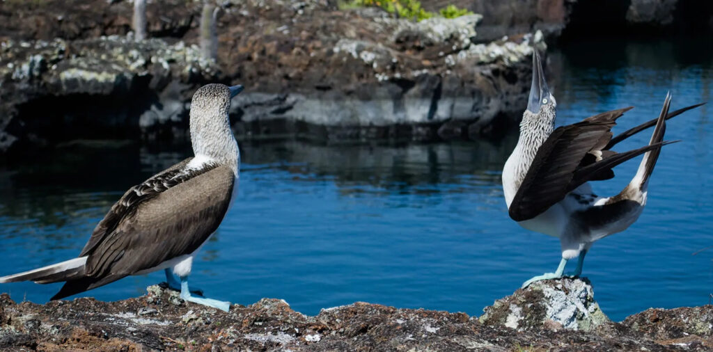 Día 6 - Tuneles 7 Days Multisport Galapagos