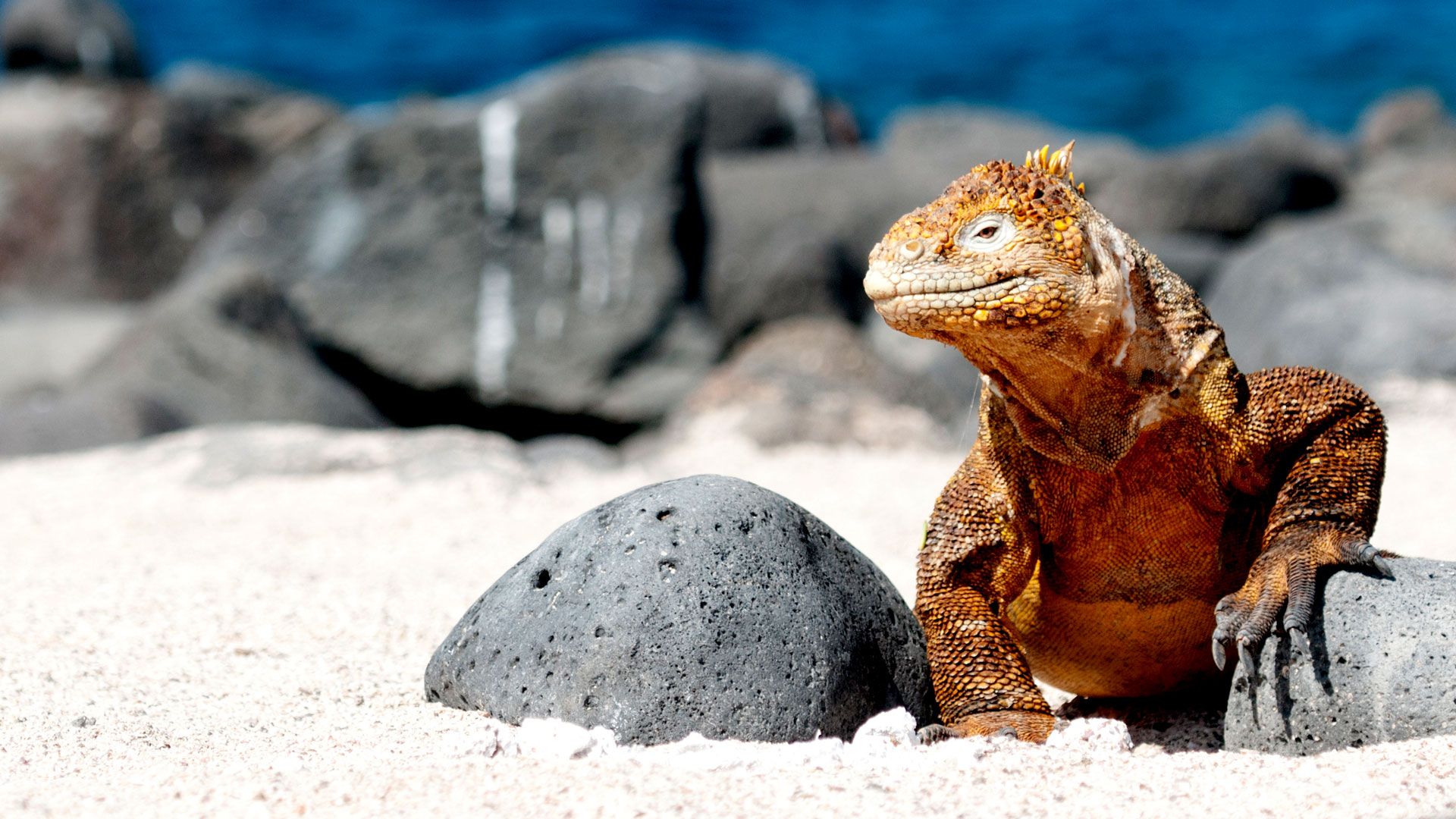 PORTADA 10 Days Galapagos Classic