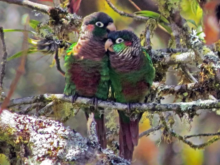 birds love_honeymoon