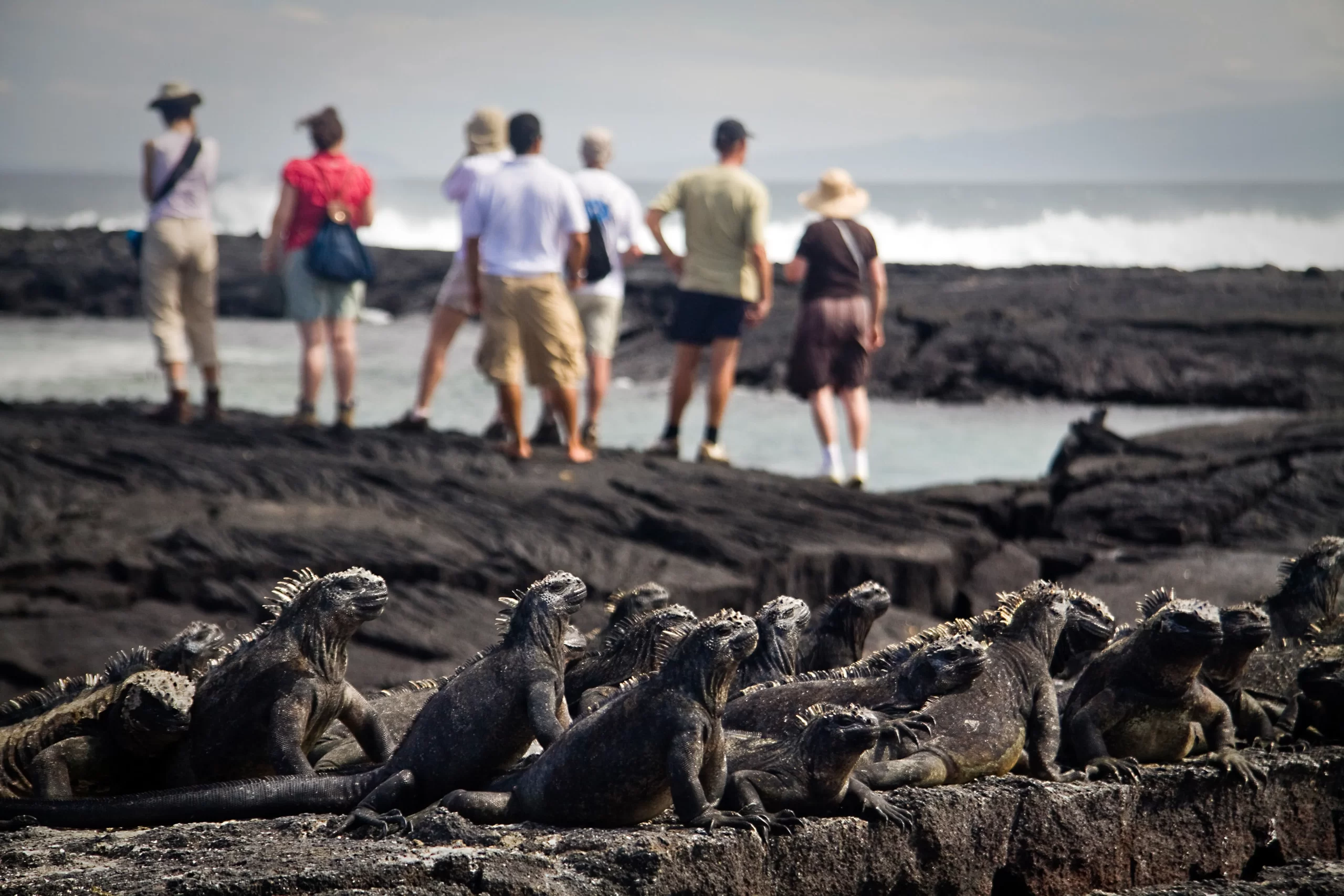 Galapagos, Fernandina Island f_groups
