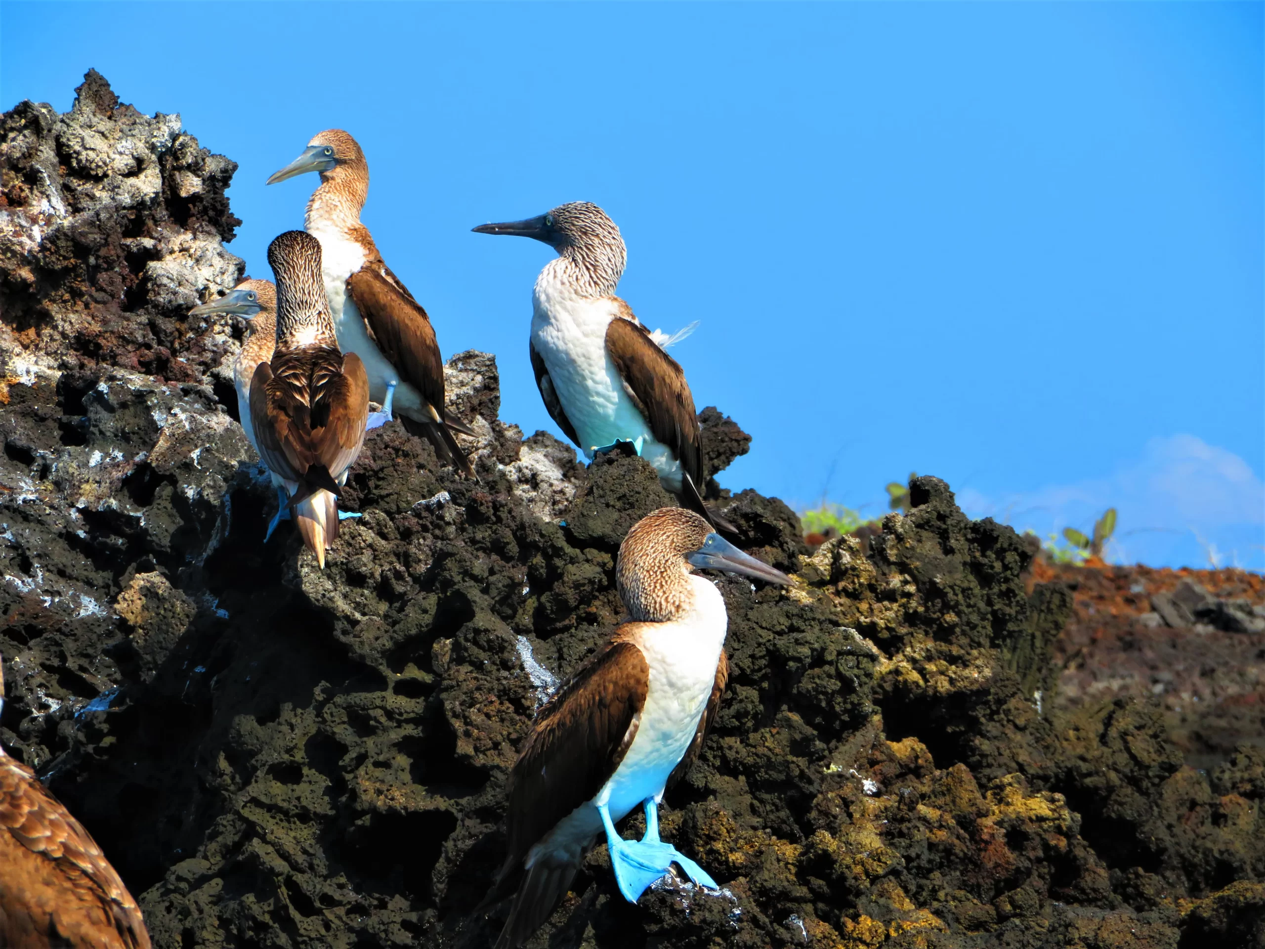 birds blue foots_groups
