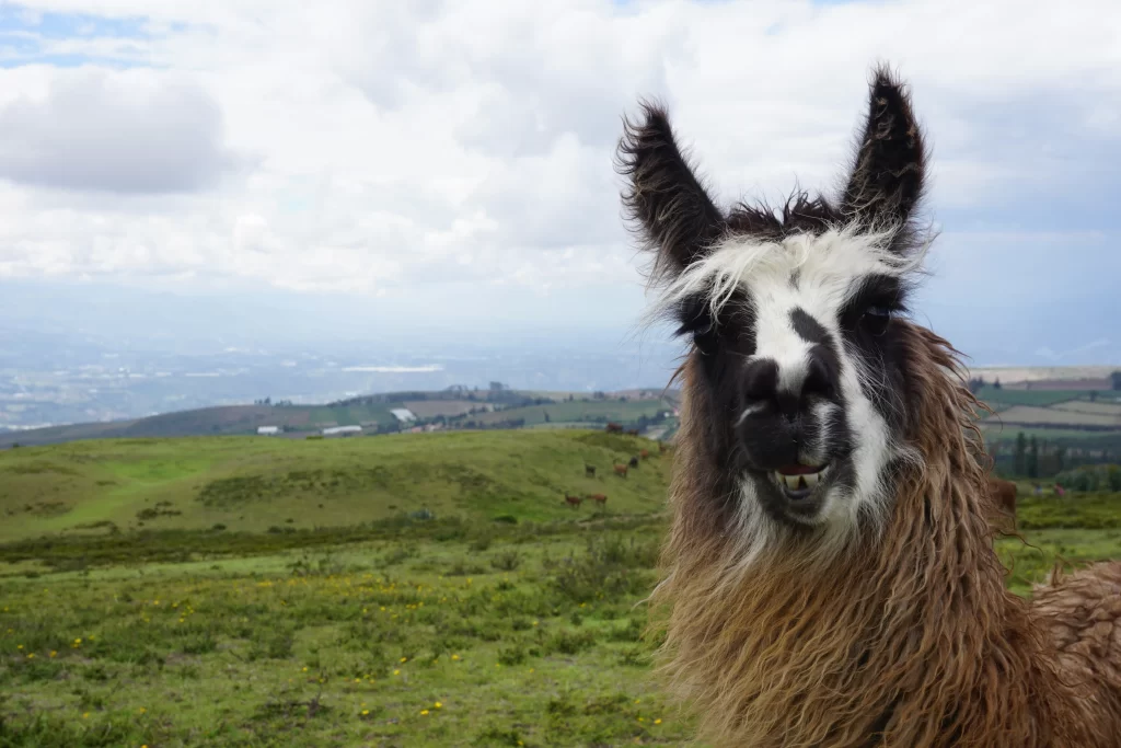 Llama adventure Portrait